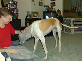 Greyhound-1