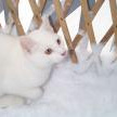 th-Snow-Cats-3