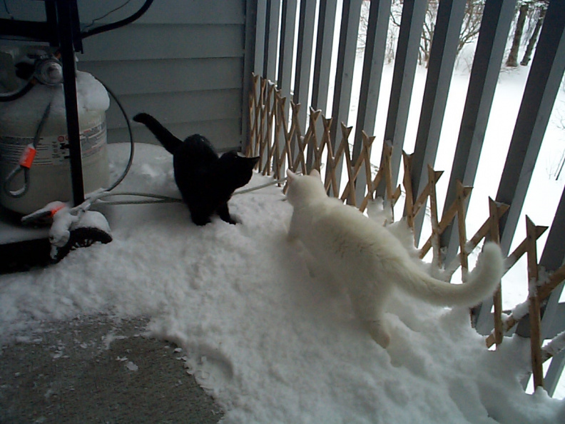 Snow-Cats-1.JPG