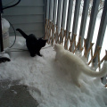 Snow-Cats-1