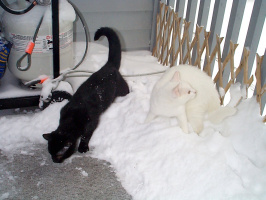 Snow-Cats-2