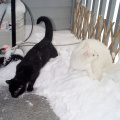 Snow-Cats-2