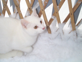Snow-Cats-3