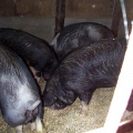 Big-Pigs