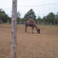 Camel-1