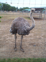 Ostrich-2