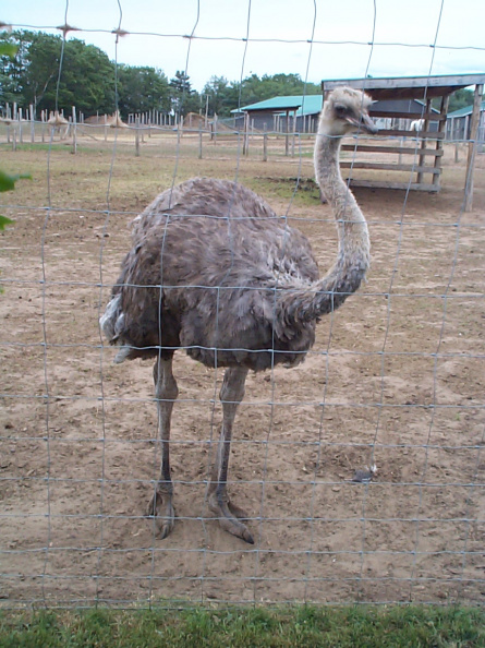 Ostrich-2.jpg