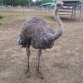 Ostrich-2