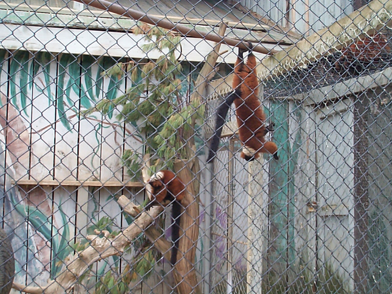 Red-Lemurs.jpg