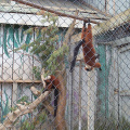 Red-Lemurs