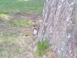 PPP-Squirrel-4
