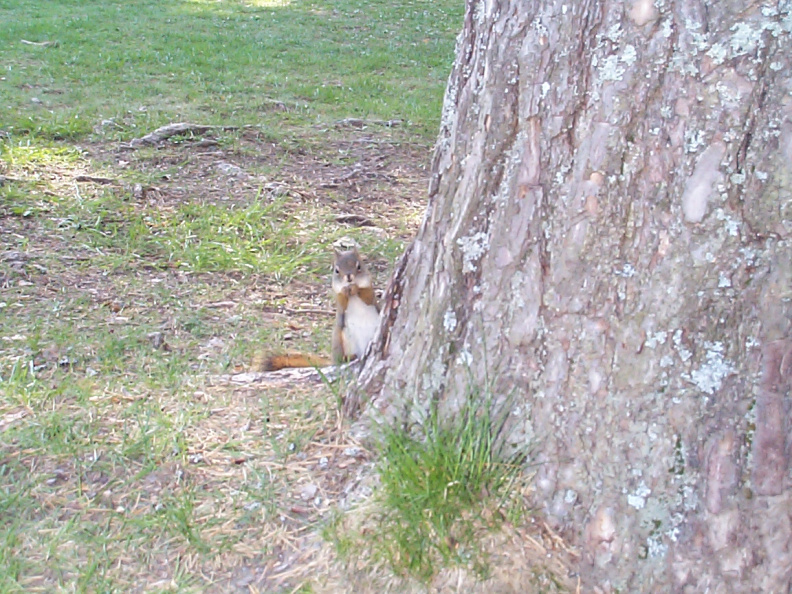 PPP-Squirrel-4.jpg