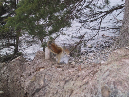 PPP-Squirrel-8