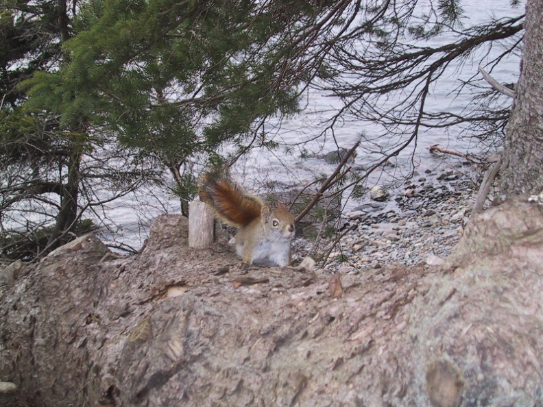 PPP-Squirrel-8.jpg