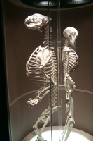 Skeleton-2