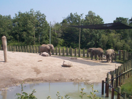 Elephants-3
