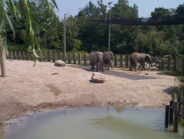 Elephants-4