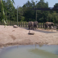Elephants-4