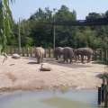 Elephants-5