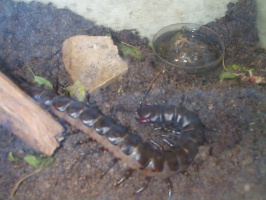 Giant-Centipede