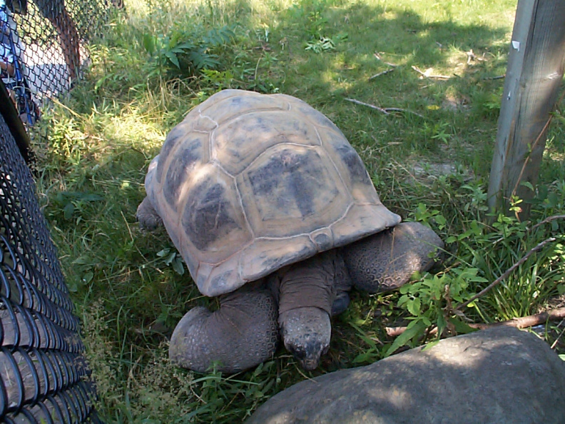 Giant-Turtle-3.jpg
