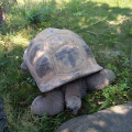 Giant-Turtle-3