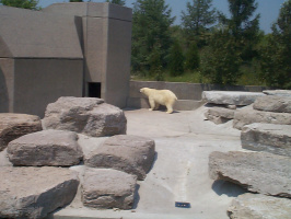 Polar-Bear-1