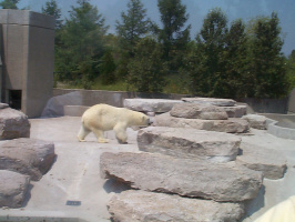 Polar-Bear-2