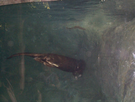 Sea-Otter-1