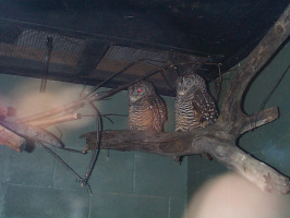 Tawny-Frogmouths