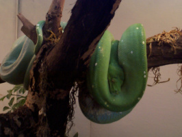 Tree-Snake-2