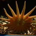 Big-Starfish