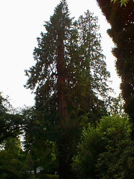 Big-Trees.jpg