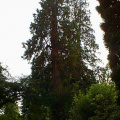 Big-Trees