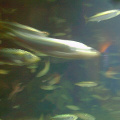 Blurry-fish