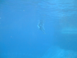 Dolphin-2