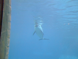 Dolphin-3