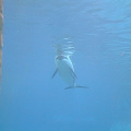 Dolphin-3