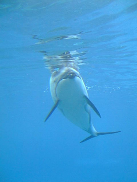 Dolphin-4.jpg