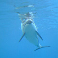 Dolphin-4