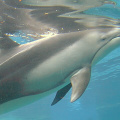Dolphin-5