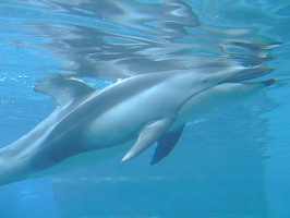 Dolphin-6