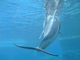 Dolphin-7