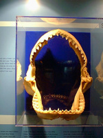Shark-Jaws