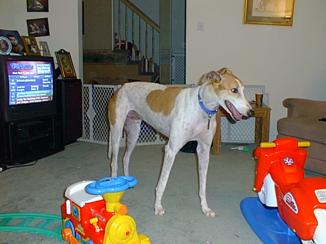 Greyhound-5.jpg