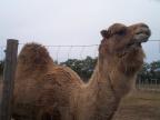 th-Camel-2