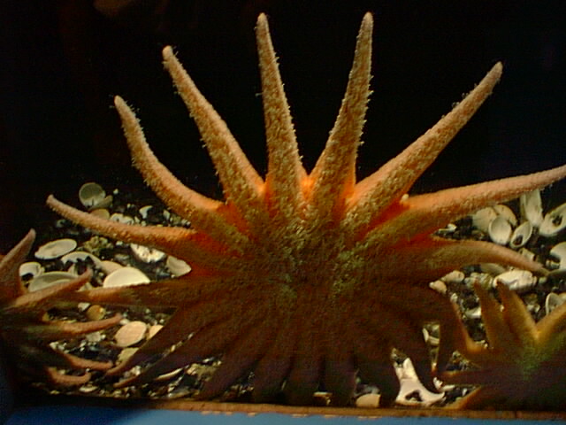 Big-Starfish.jpg