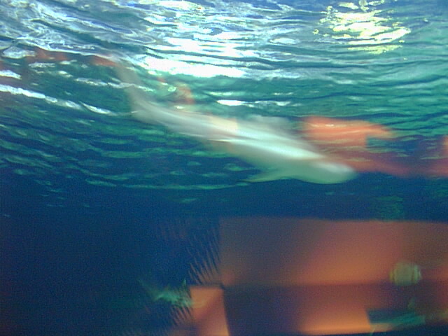 Blurry-Shark.jpg