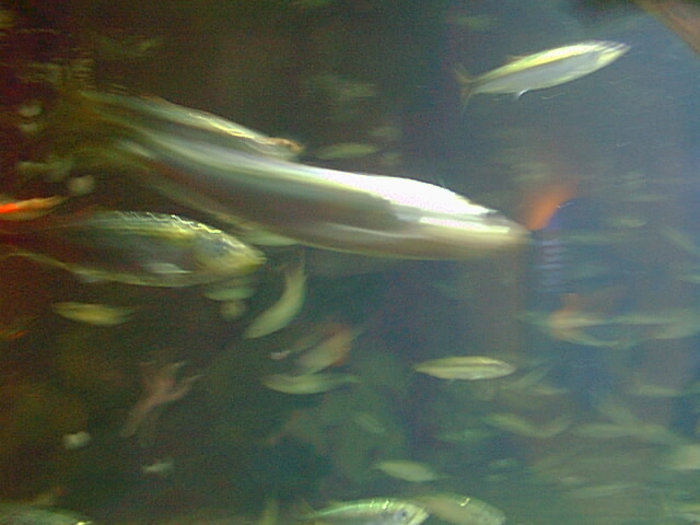 Blurry-fish.jpg