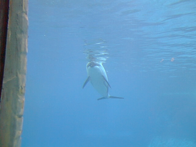 Dolphin-3.jpg